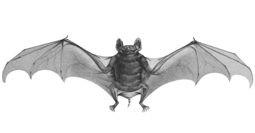 Egyptian tomb bat